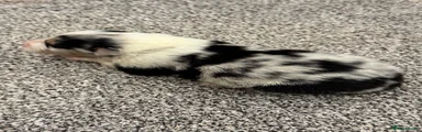 Australian Shepherd 6