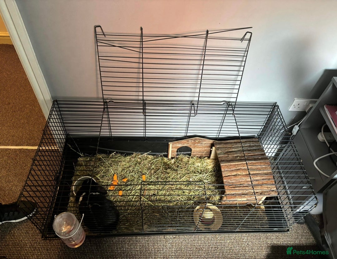 English rabbits for sale: Female Rabbit for Sale - Advert 5