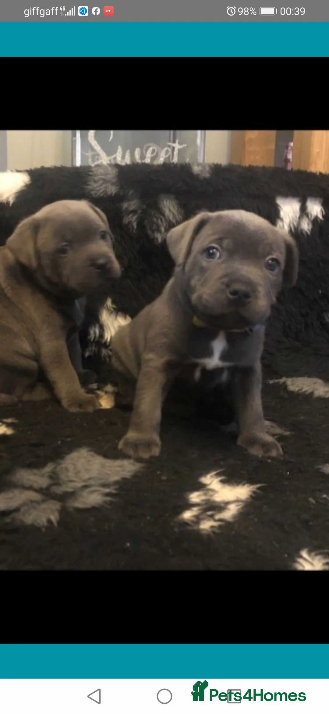 Staffordshire Bull Terrier dogs for stud: PROVEN STUD. ADONIS JUNIOR NOBLESTAFF!!! in Stoke-on-Trent - Advert 9
