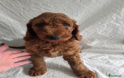 Goldendoodle dogs for sale: 👑Superb Rare Toy/Mini Deepest Red Goldendoodles👑 - Image 16