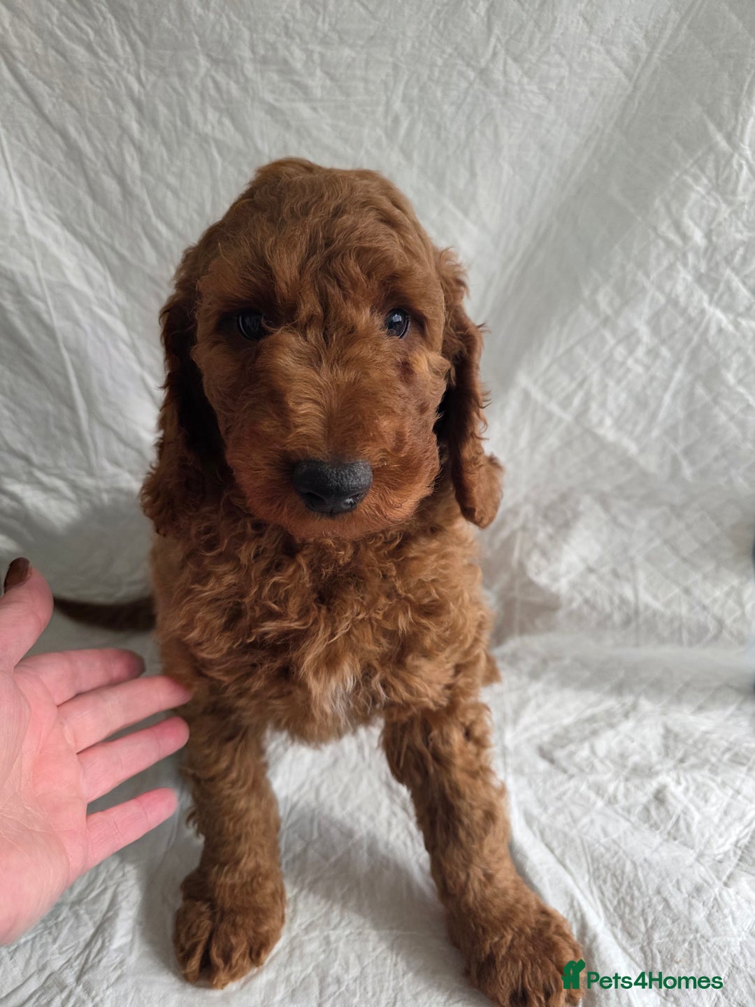 Goldendoodle dogs for sale: 👑Superb Rare Toy/Mini Deepest Red Goldendoodles👑 - Image 16