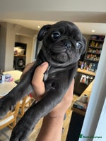 Pug dogs MALE PUG PUPPIES, READY TO LEAVE - Advert 3