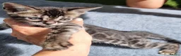 Bengal cats for sale: Beautiful TICA registered Bengal Kittens - Advert 15