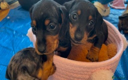 Dachshund dogs for sale: 5 beautiful miniature short haired dachshunds - Image 20
