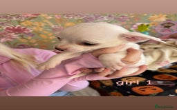 Chihuahua dogs for sale: Tiny chihuahua pups  - Image 5
