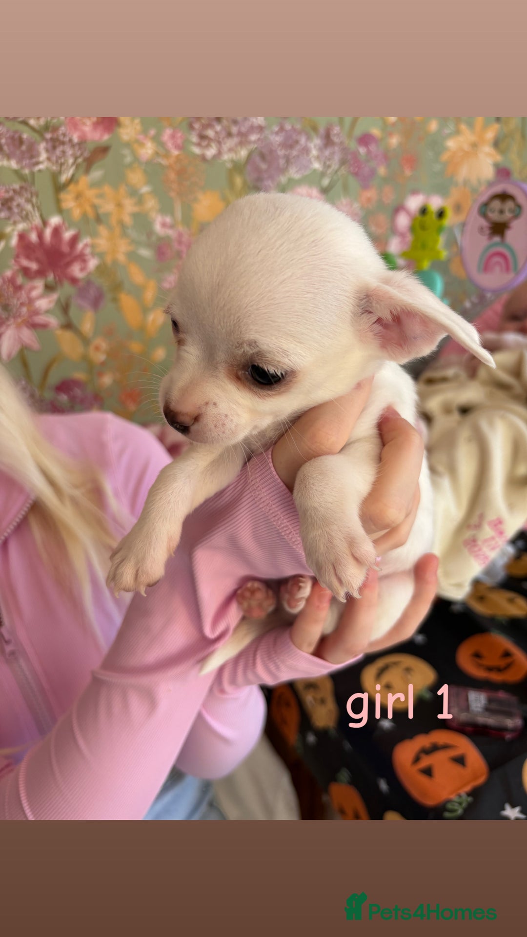 Chihuahua dogs for sale: Tiny chihuahua pups  - Image 5