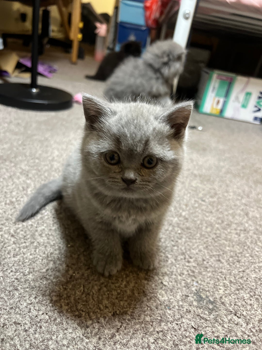 British Shorthair cats for sale: British Shorthair kittens - Advert 7
