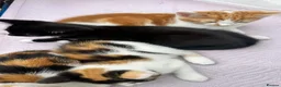 Mixed Breed cats for sale: Ginger male, colored females - Advert 2