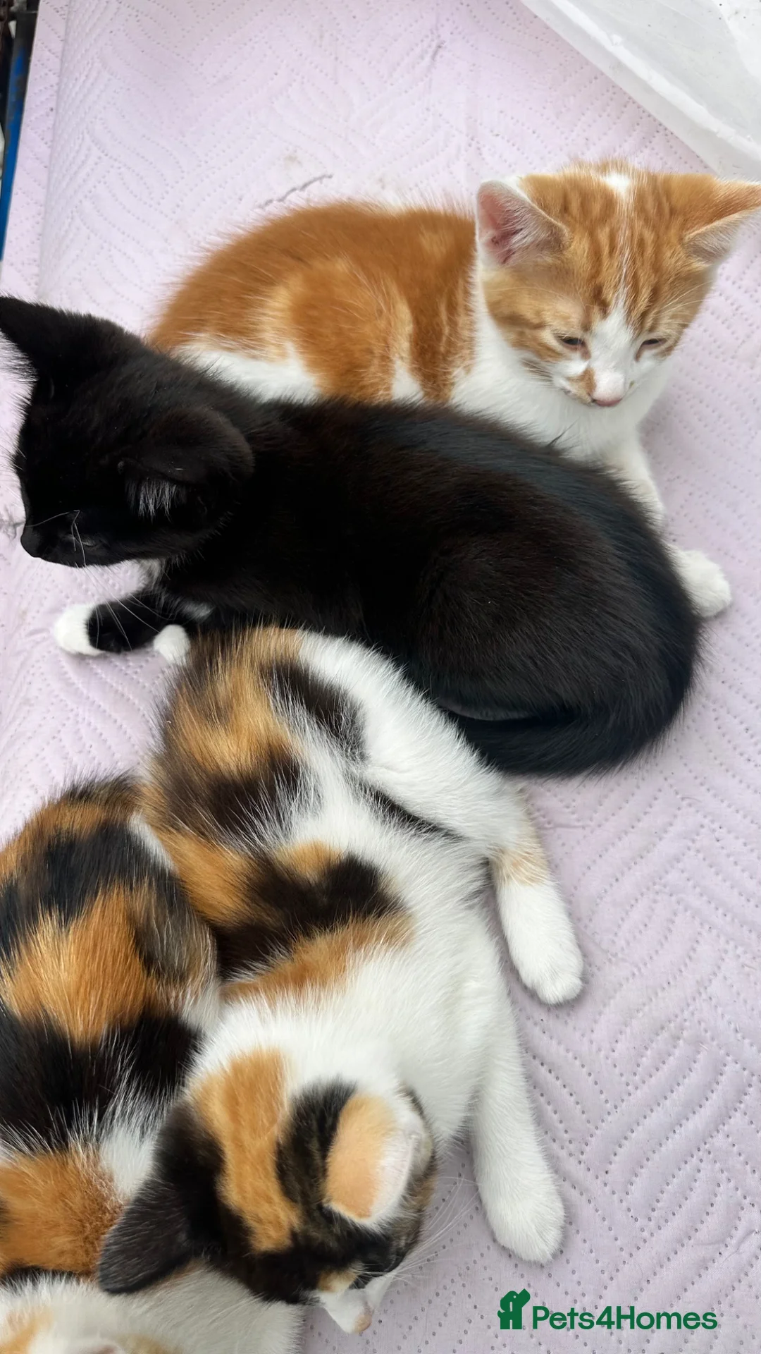 Mixed Breed cats for sale: Ginger male, colored females - Advert 2