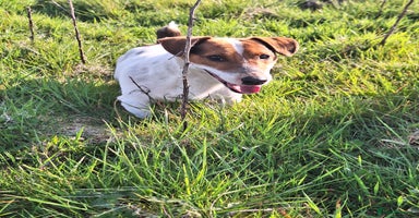 Jack Russell dogs - Advert 4