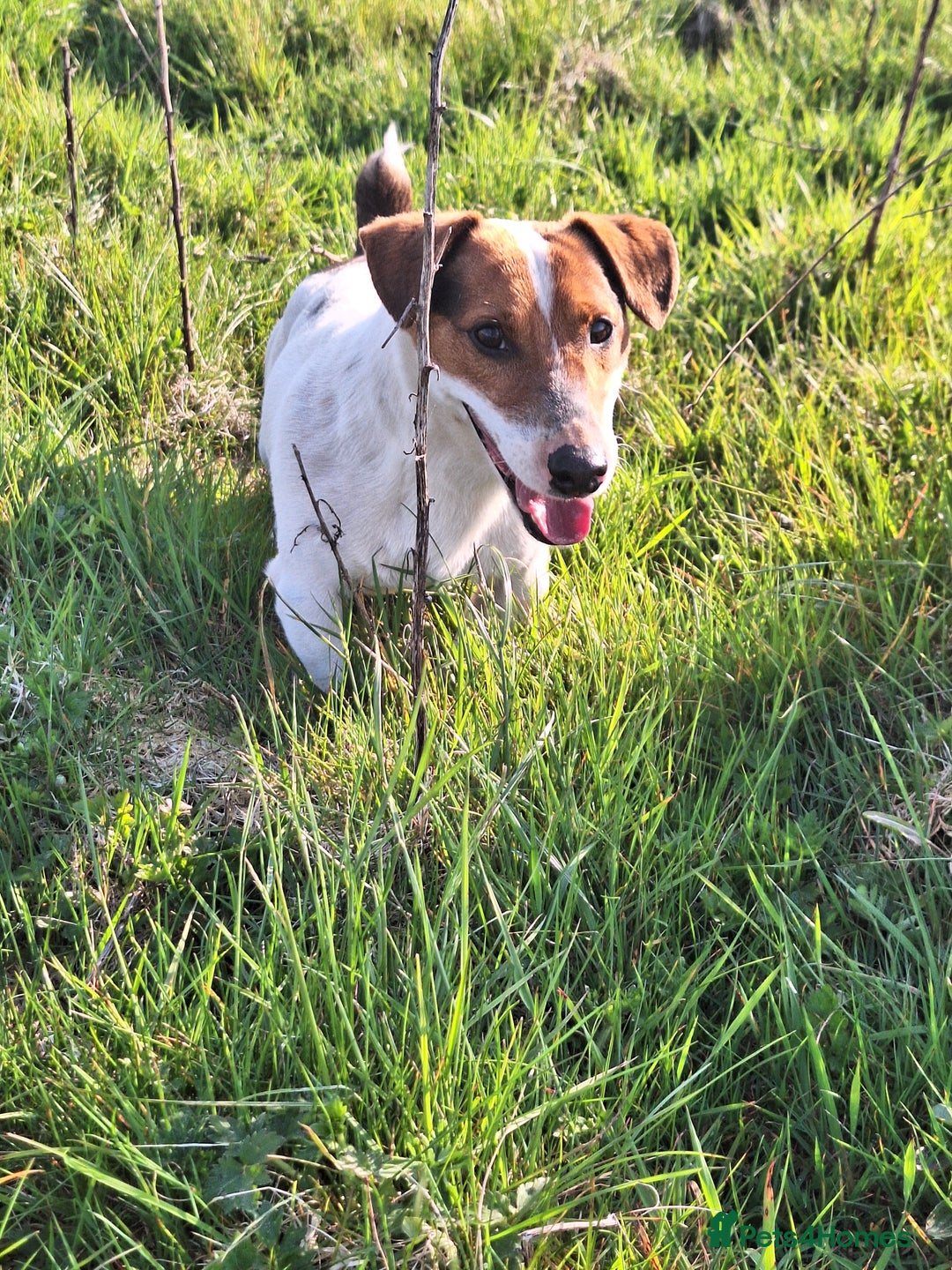 Jack Russell dogs for sale: Bronson - Image 3