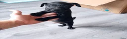 Patterdale Terrier dogs for sale: Pattersdale pups - Advert 8