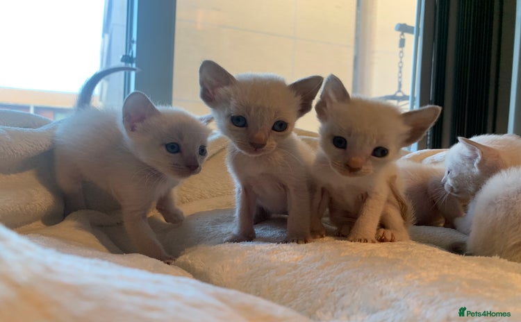 Tonkinese cats - Advert 1