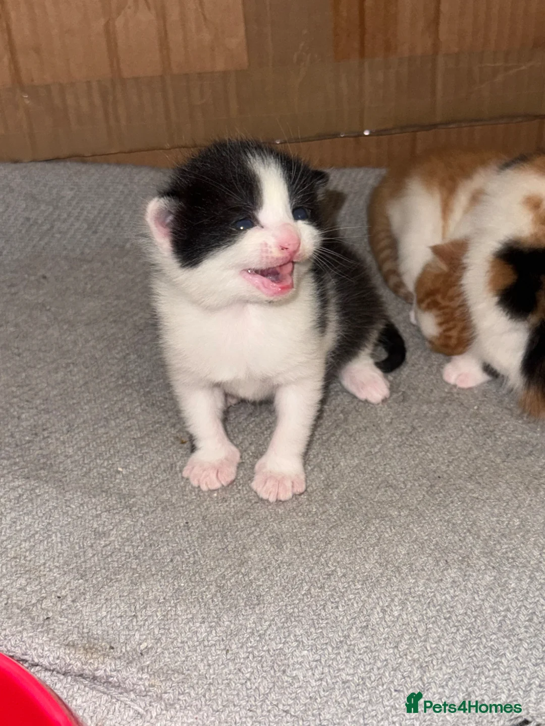Mixed Breed cats for sale: Kittens for sale  in Wolverhampton - Advert 3