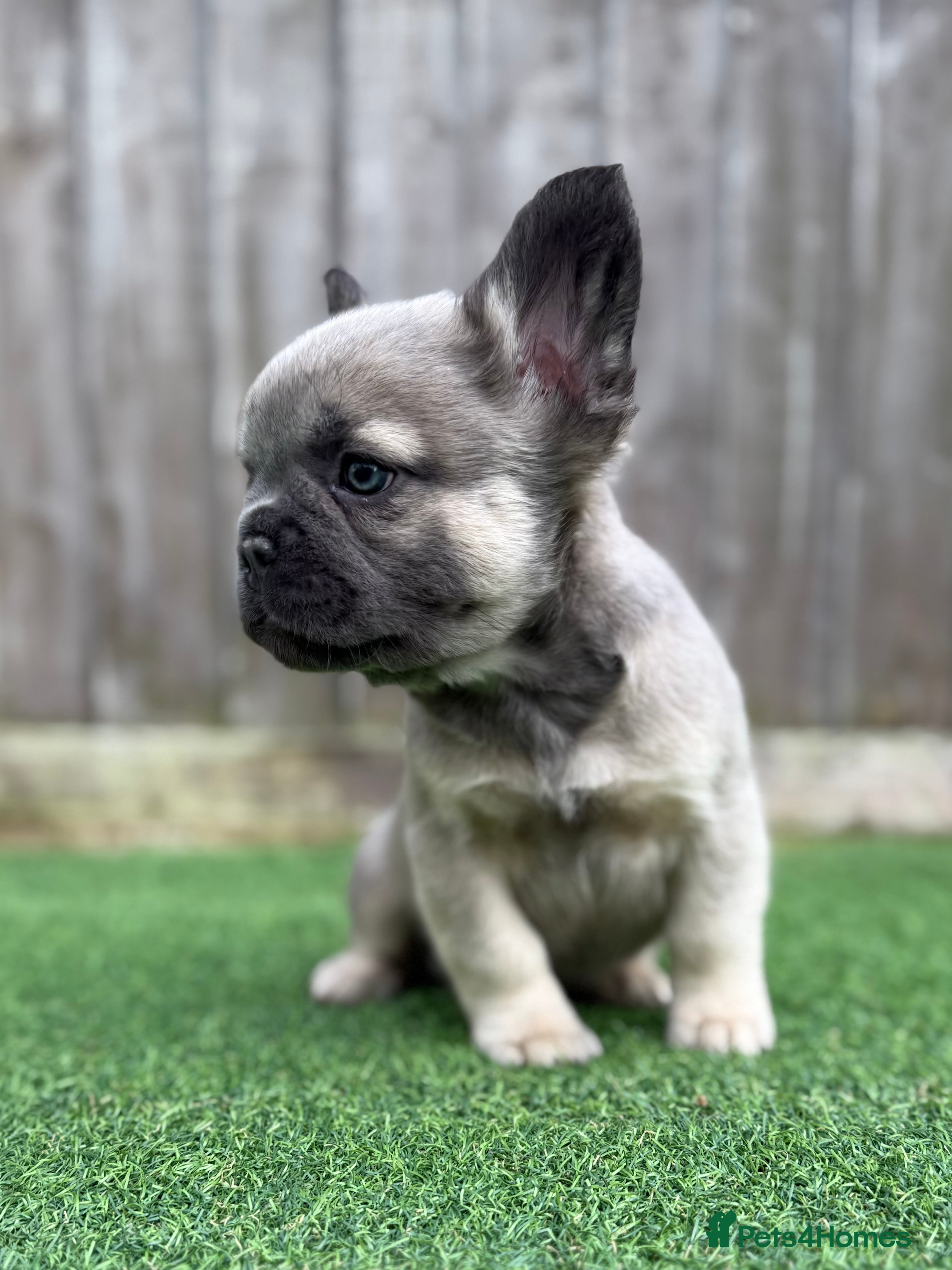 French Bulldog dogs Full fluffy Last boy - ready to leave 💙 - Advert 2