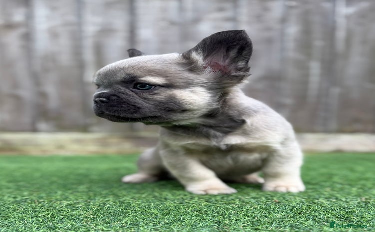 French Bulldog dogs Full fluffy Last boy - ready to leave 💙 - Advert 4