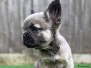 French Bulldog dogs Full fluffy Last boy - ready to leave 💙 - Advert 5
