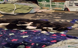 Mixed Breed cats for sale: Fluffy Kittens Gorgeous Personalities! 🐱💞 - Image 10