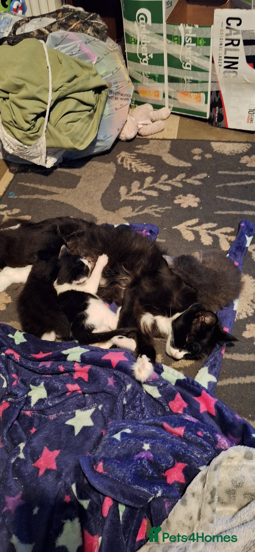 Mixed Breed cats for sale: Fluffy Kittens Gorgeous Personalities! 🐱💞 - Image 10