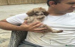 Toy Poodle dogs for sale: Tiny KC Toy Poodle Girl,Fully Vaccinated & Ready🐾 - Image 4
