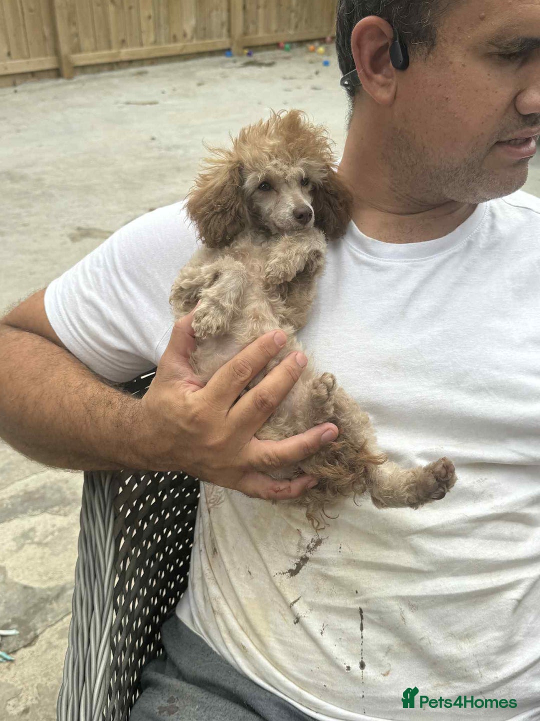 Toy Poodle dogs for sale: Tiny KC Toy Poodle Girl,Fully Vaccinated & Ready🐾 - Image 4