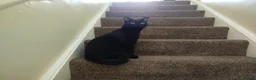 Bombay cats for sale: Black male cat loki - Advert 4