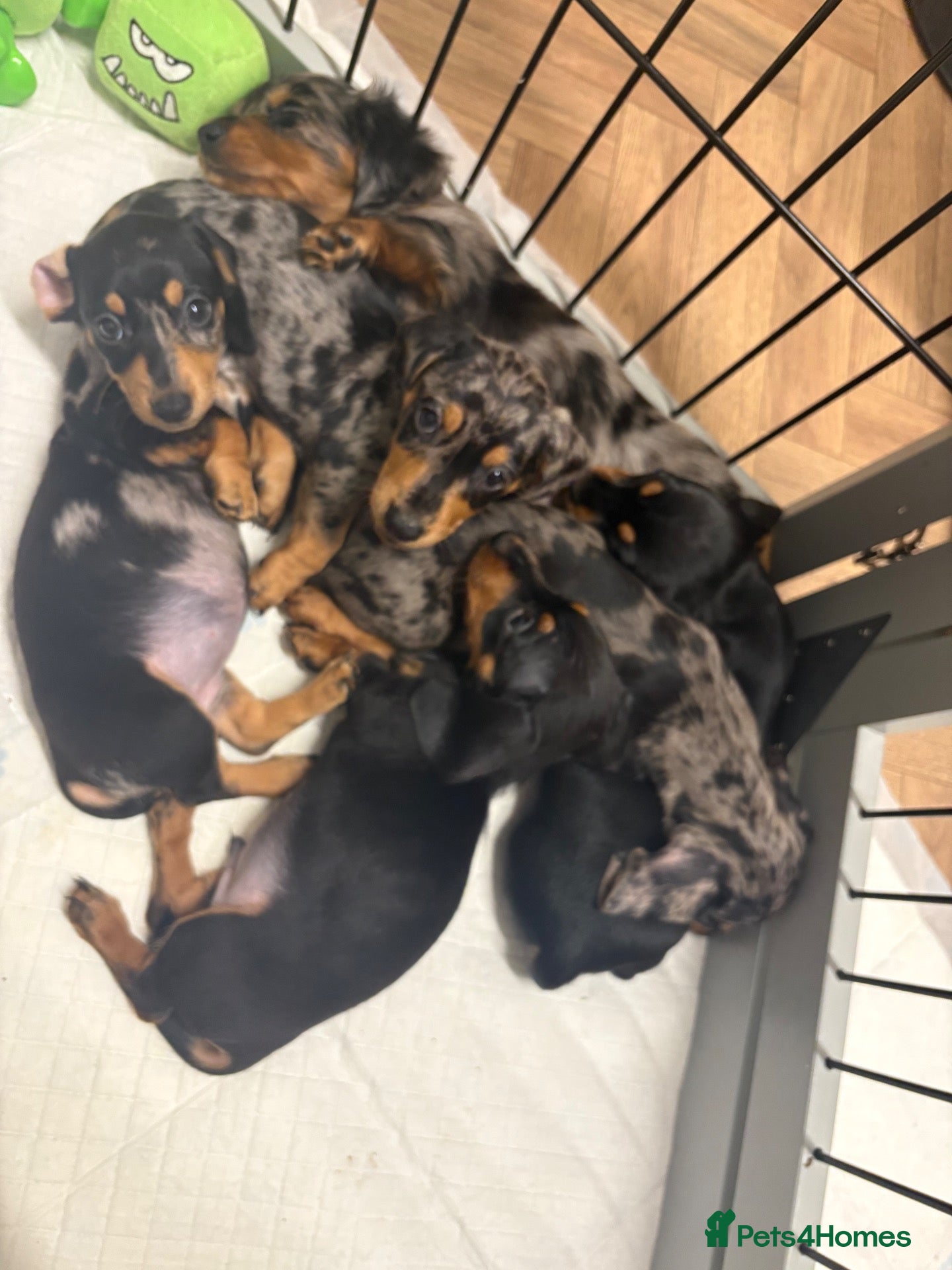 Miniature Dachshund dogs 🐾 Beautiful Miniature Dachshund 🐾 - Advert 1