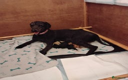 Standard Poodle dogs for sale: Beautiful KC Reg Standard Poodle Puppies - Image 6