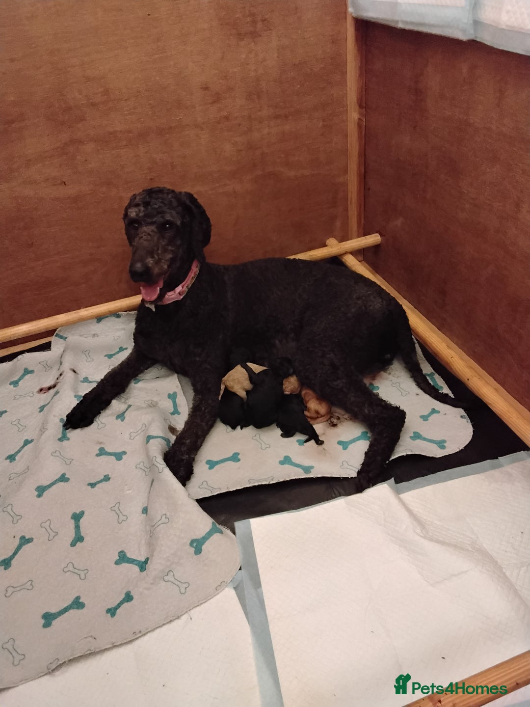 Standard Poodle dogs for sale: Beautiful KC Reg Standard Poodle Puppies - Image 6