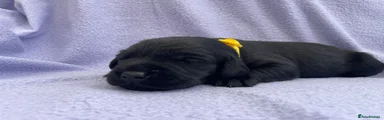 Yellow Girl