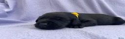 Labrador Retriever dogs for sale: Stunning litter of Labrador Puppies  in Barnsley - Advert 8