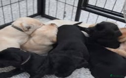 Labrador Retriever dogs for sale: Labrador Puppies for sale in London -KC registered - Image 9