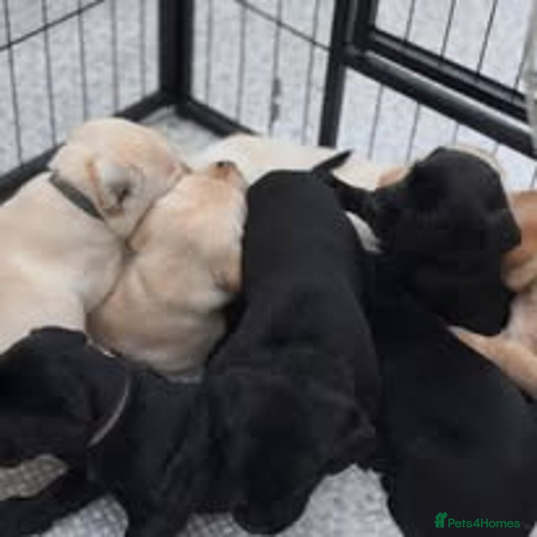 Labrador Retriever dogs for sale: Labrador Puppies for sale in London -KC registered - Image 9
