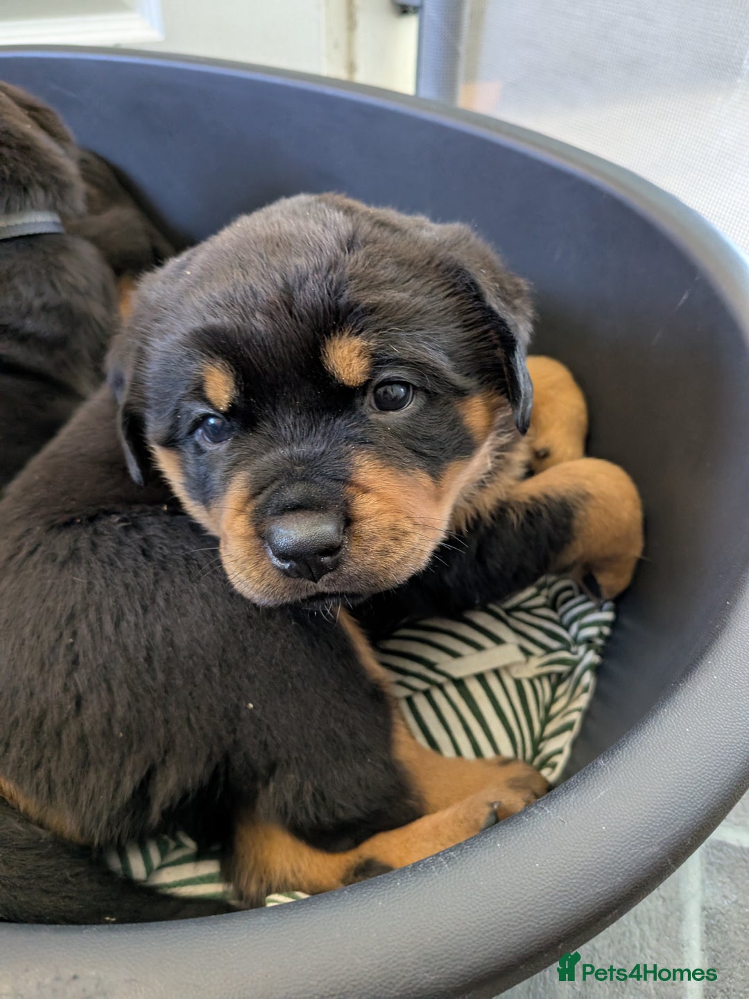 Rottweiler dogs for sale: Exclusive UK Rottweiler Puppy Champion Bloodlines - Image 32