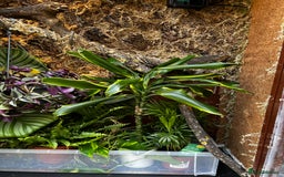 Iguana reptiles for sale: Orange zero iguana - Image 5