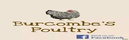 Chickens poultry for sale: Silkies for sale  - Advert 4