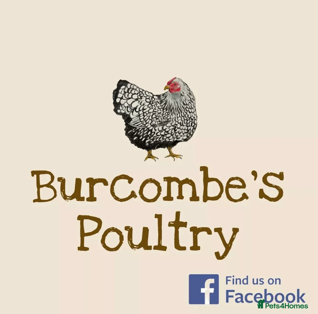 Chickens poultry for sale: Silkies for sale  - Advert 4
