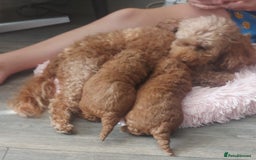 Cavapoo dogs for sale: Gorgeous Fox Red Toy Cavapoos - Image 6