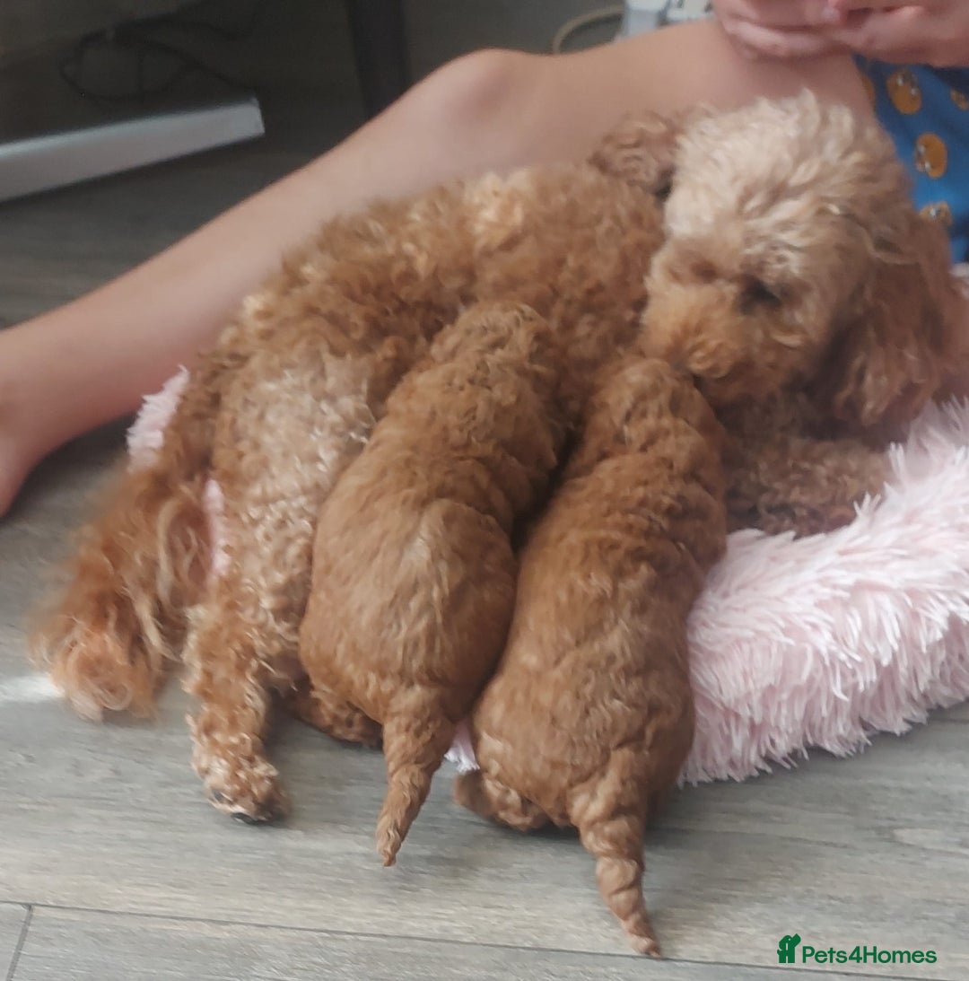 Cavapoo dogs for sale: Gorgeous Fox Red Toy Cavapoos - Image 6