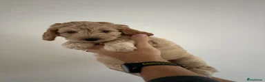Cockapoo 1