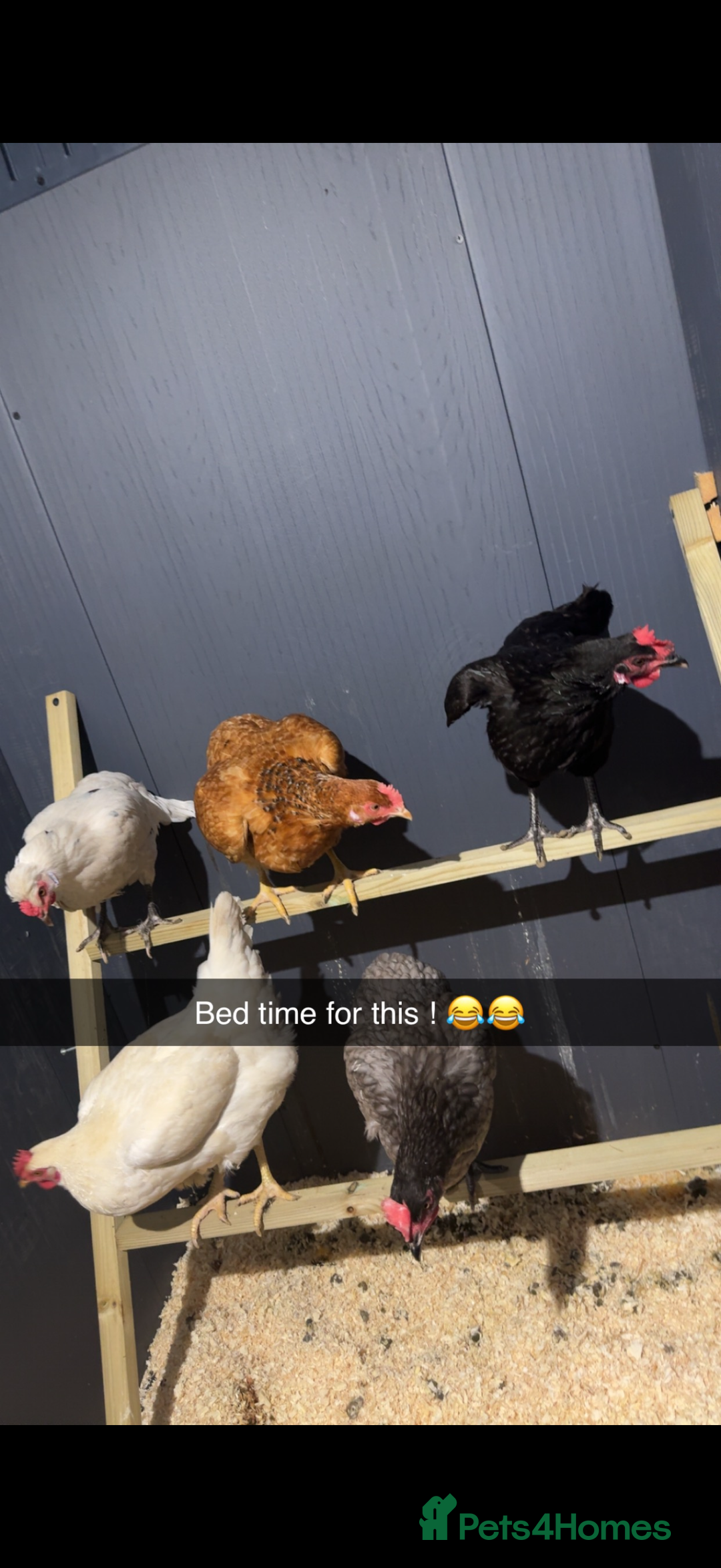 Chickens poultry for sale: Free 10 chickens  - Advert 2