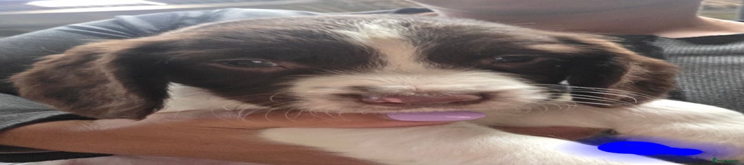 English Springer Spaniel Puppy 1