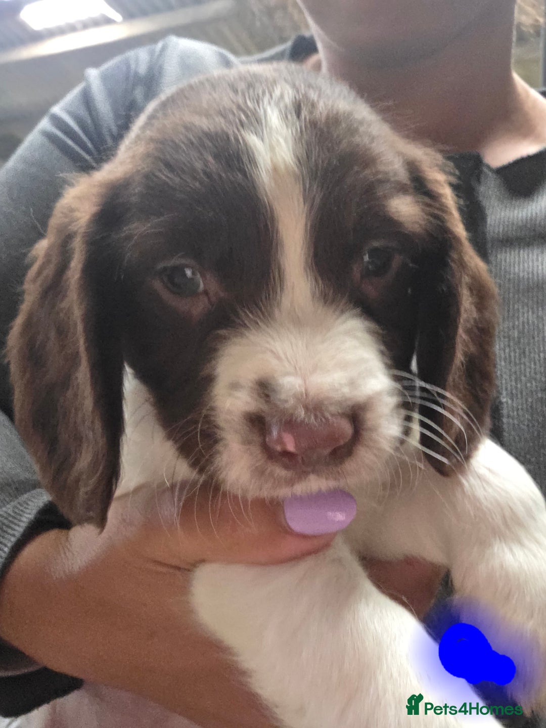 English Springer Spaniel dogs for sale: Springer pups - Image 6