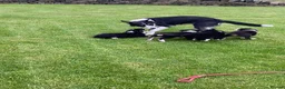 Border Collie dogs for sale: Beautiful Border Collie puppies for sale - Advert 8