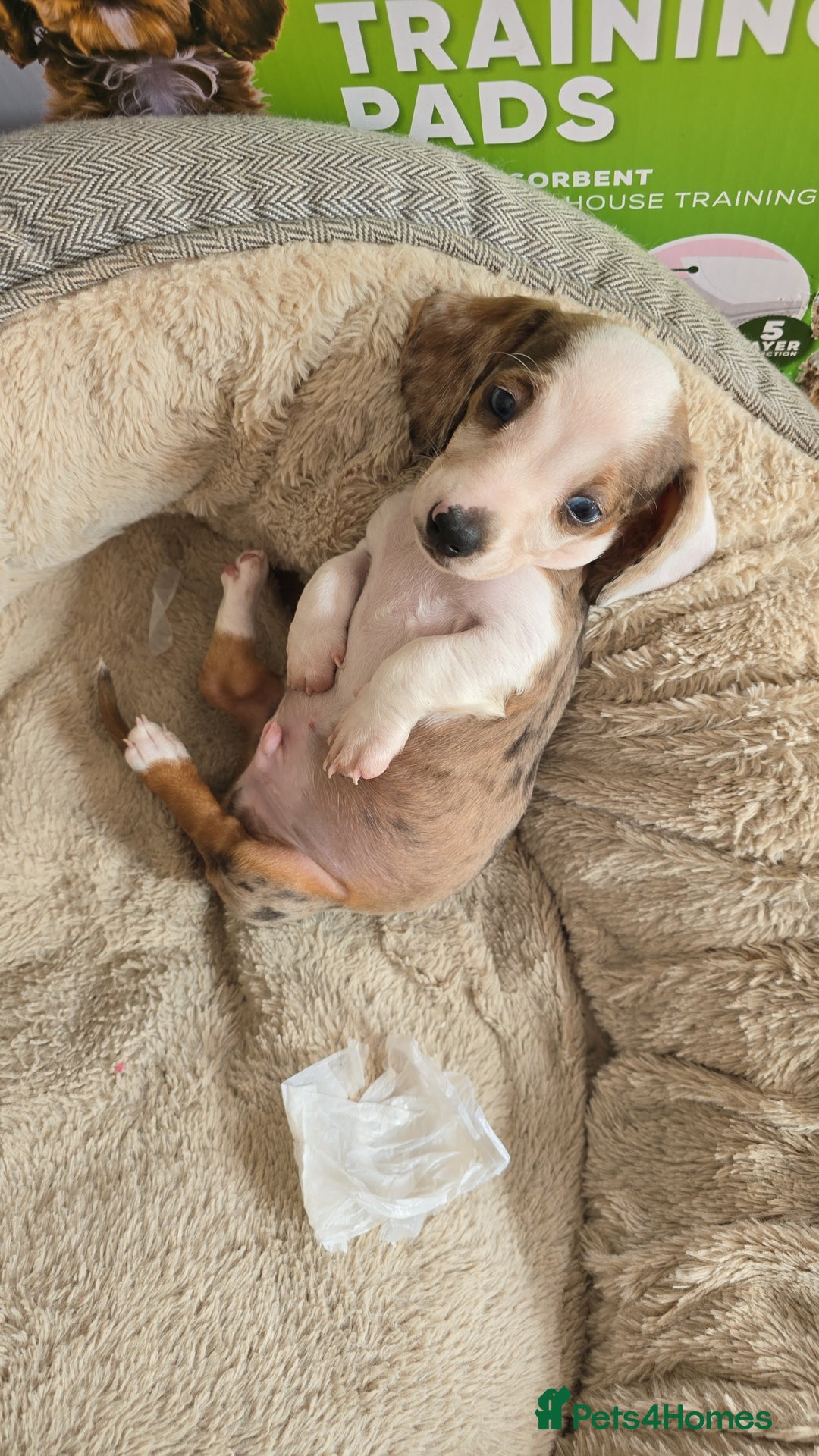 Dachshund dogs for sale: Beautiful Miniature dachshund puppies  - Image 8