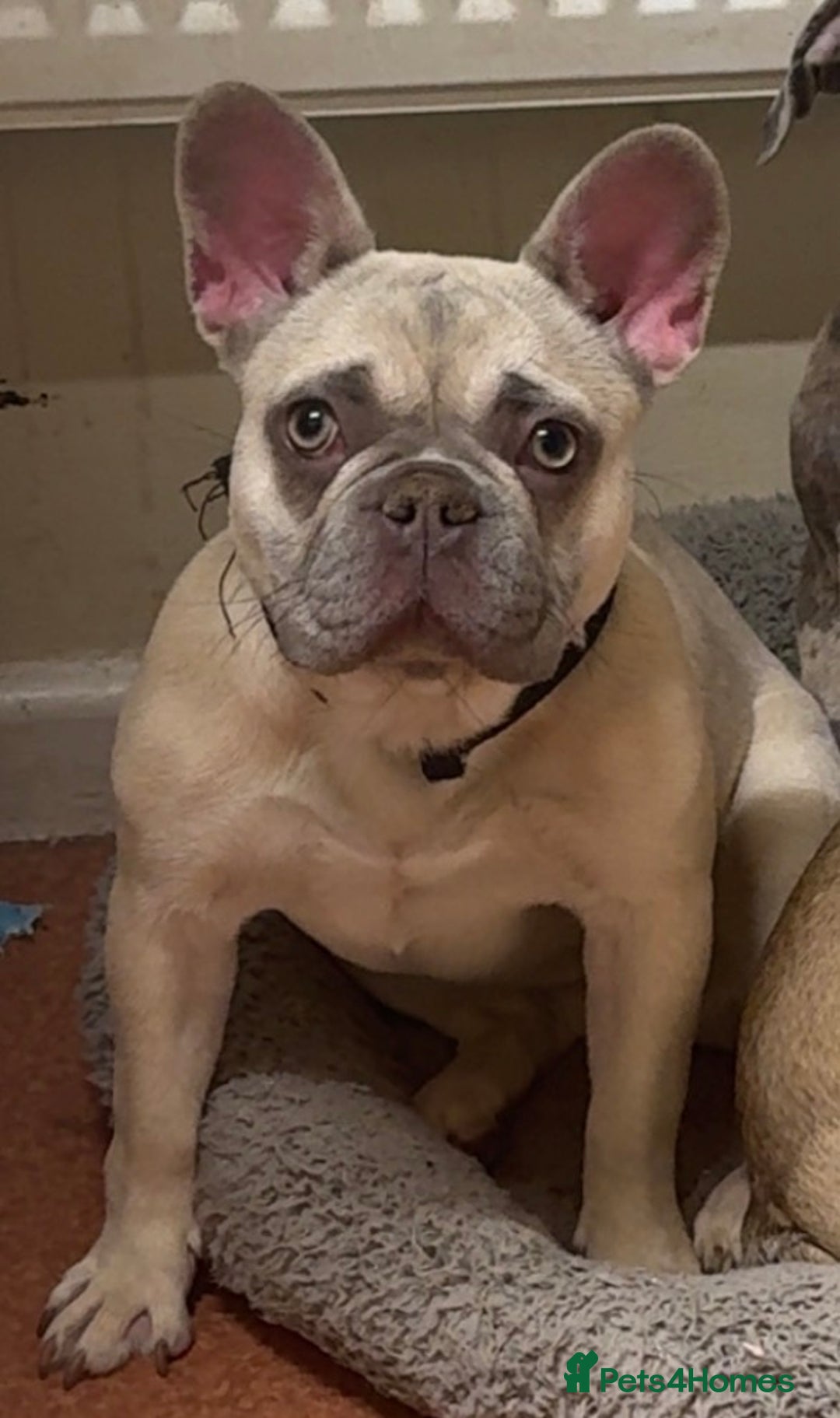 French Bulldog dogs for sale: Female blue fawn frenchie  - Advert 2