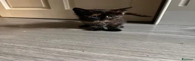 Mixed Breed Kitten 5
