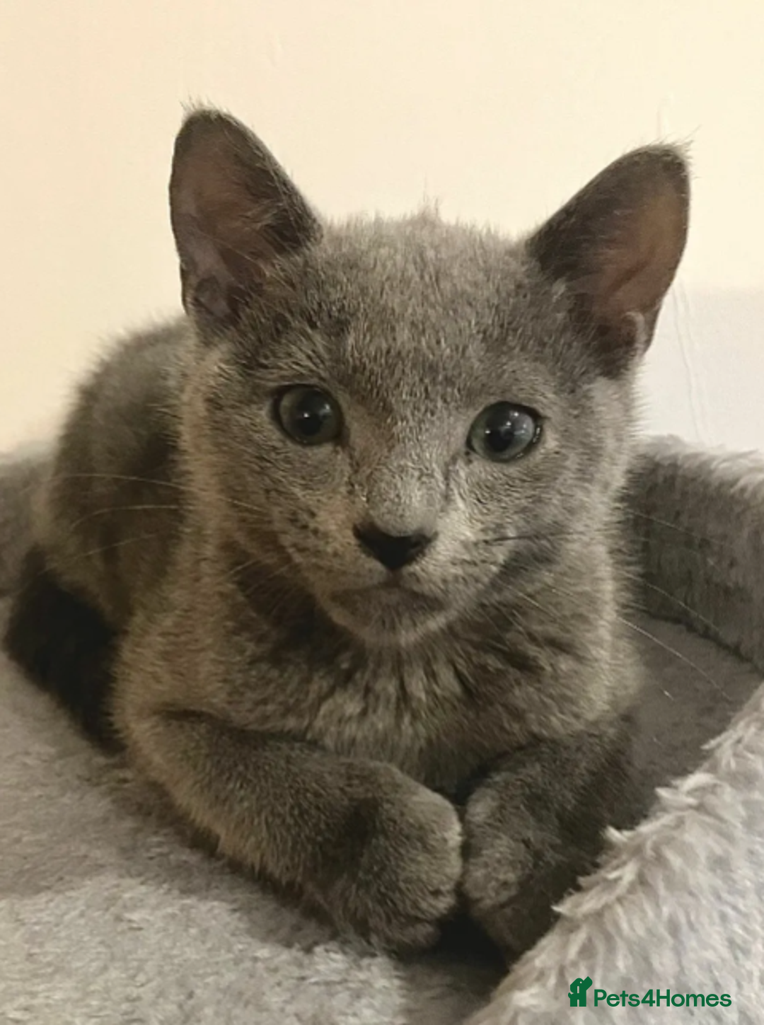 Russian Blue cats for sale: Very well socialised russian-Blues get urs now - Advert 4