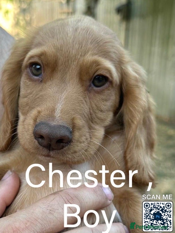 Cocker Spaniel dogs Last Boy Chester  Ready to Re home Cockers  - Advert 8