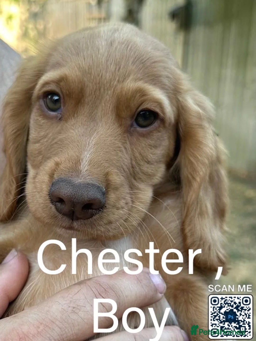 Cocker Spaniel dogs for sale: Last Boy Chester  Ready to Re home Cockers  - Advert 2